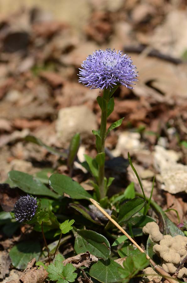 Globularia bisnagarica  / Vedovelle dei prati